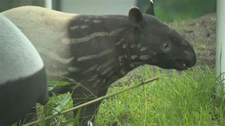 Why malayan tapir endangered?