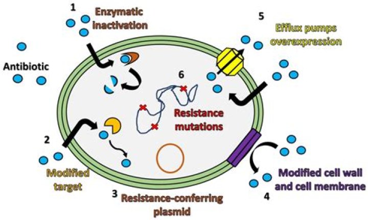 Why mycoplasma is antibiotic resistant?