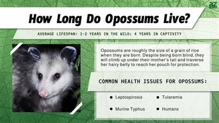 Why possums are good to have around?