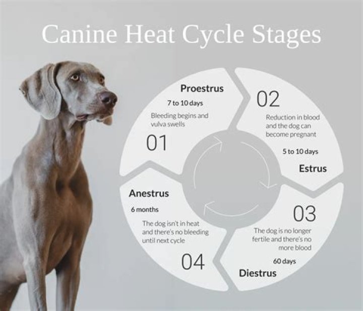 Will a dog stay in heat after mating?