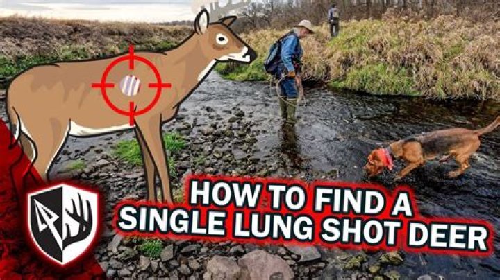 Will a single lung shot kill a deer?
