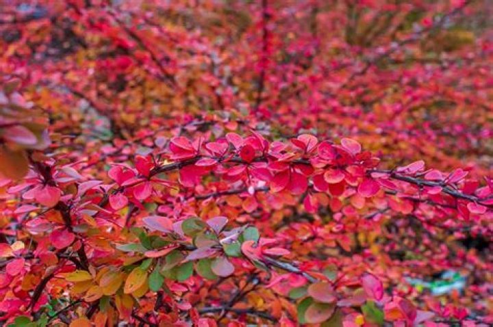 Will barberry grow in shade?
