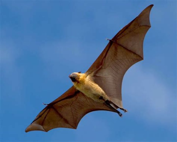 Will bats fly during the day?