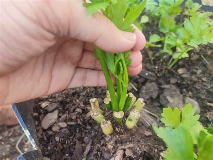 Will celery regrow after harvest?