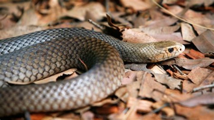 Will gaiters stop snake bite?