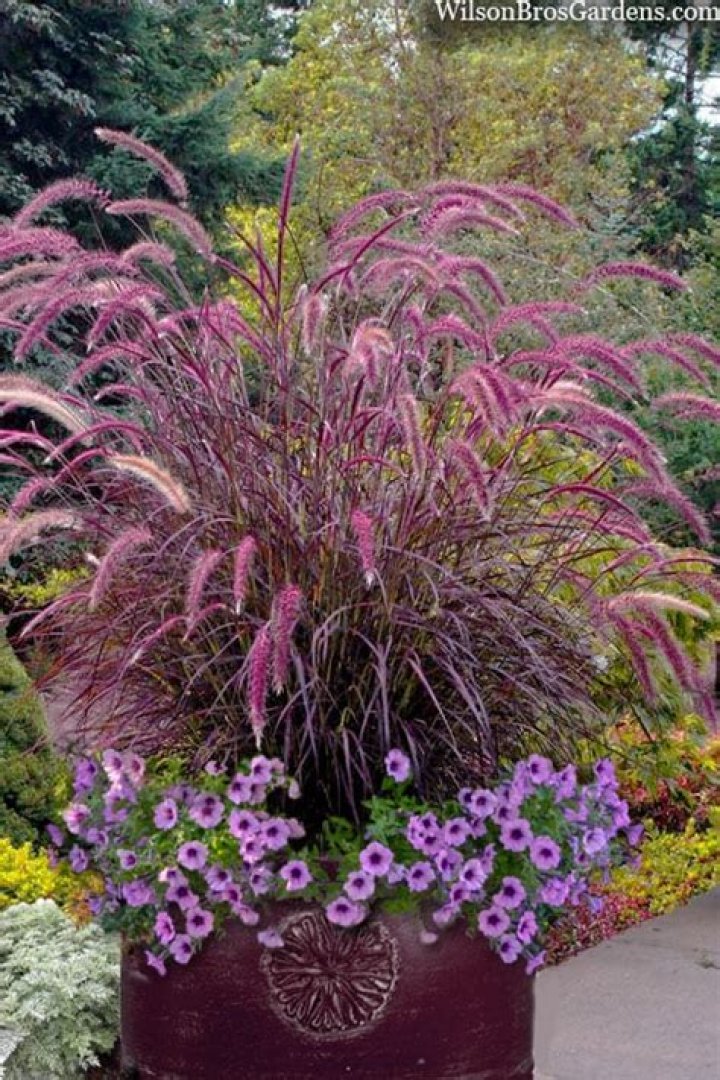 Will purple fountain grass come back every year?