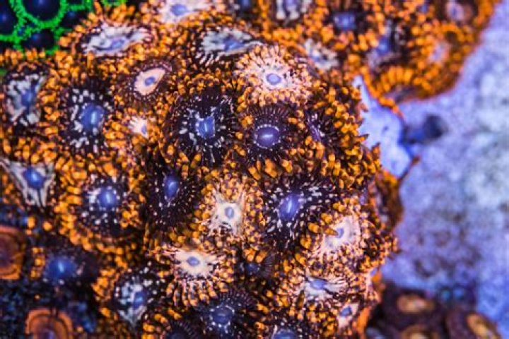 Will zoas grow on sand?