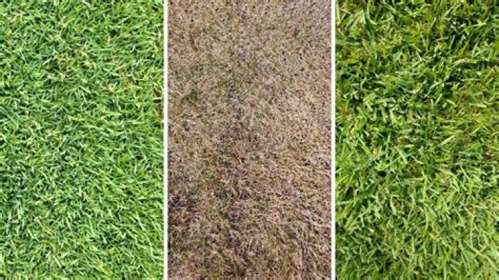 Will zoysia sod spread?
