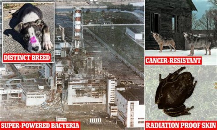 Without Humans, Animals In Fukushima's Radioactive Zone Are Thriving