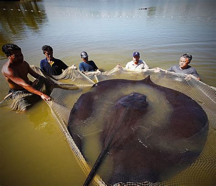 World's Biggest Freshwater Fish Caught In Cambodia