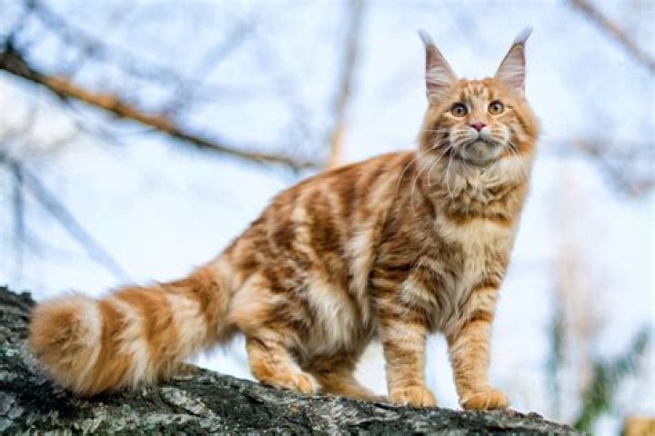 Would it be a maine coon?